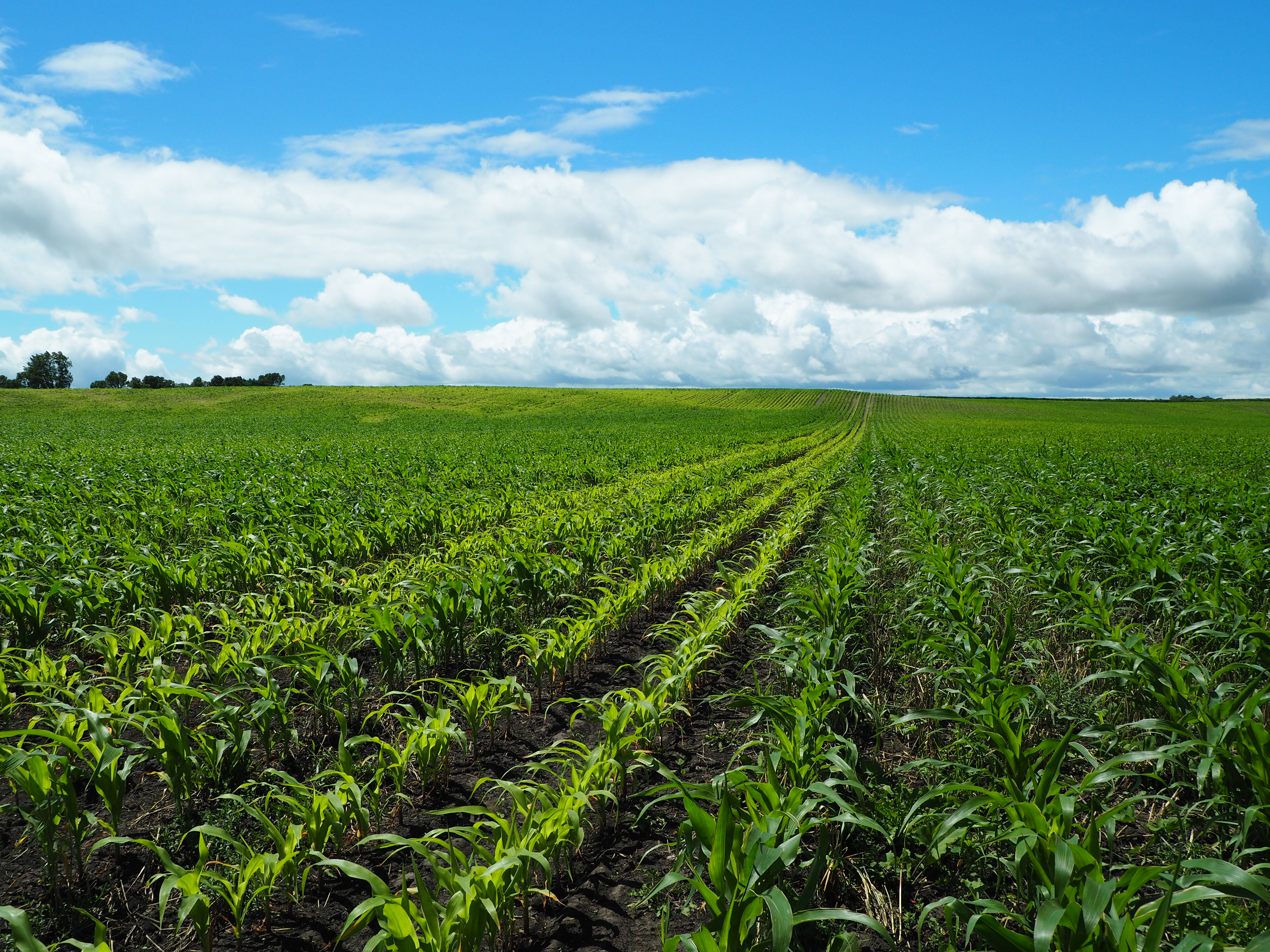 Field of corn